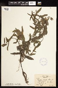 Veronica catenata image