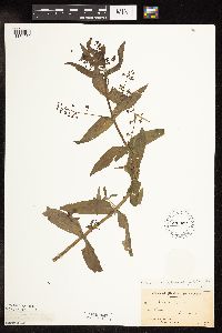 Veronica catenata image