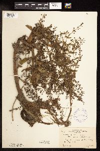 Veronica catenata image