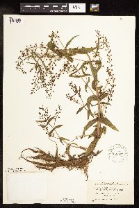 Veronica catenata image