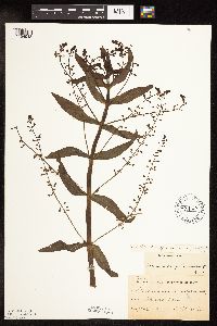 Veronica catenata image