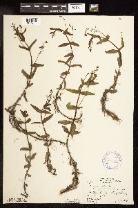 Veronica catenata image