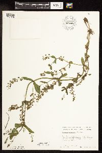 Veronica catenata image