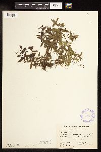 Veronica catenata image