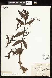 thumbnail image of current specimen