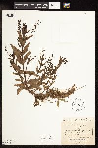 Veronica catenata image