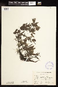 Veronica catenata image