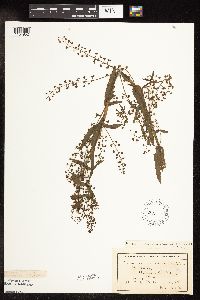 Veronica catenata image