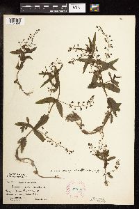 Veronica catenata image
