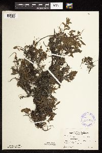 thumbnail image of current specimen