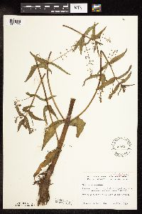 Veronica catenata image