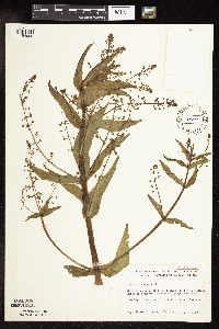 Veronica catenata image
