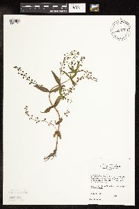 Veronica catenata image