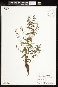 Veronica catenata image