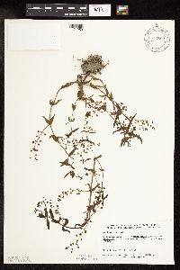 Veronica catenata image