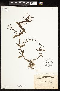 Veronica catenata image