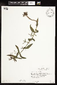 Veronica catenata image