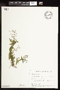 Veronica catenata image