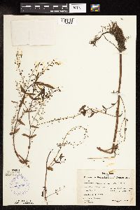 Veronica catenata image