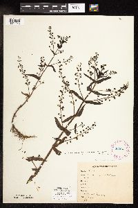 Veronica catenata image
