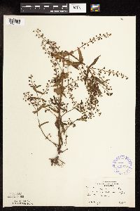 Veronica catenata image