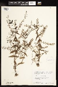 Veronica catenata image