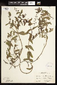 Veronica catenata image