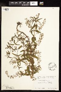 Veronica catenata image