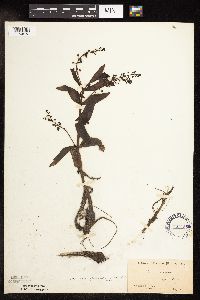 Veronica catenata image