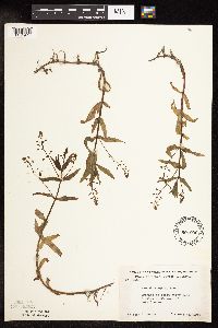 Veronica catenata image