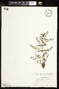 Veronica catenata image