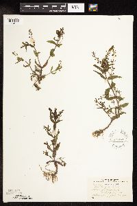 Veronica catenata image