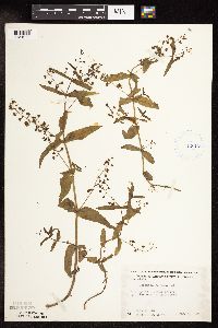 Veronica catenata image