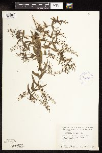 Veronica catenata image