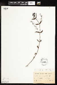 Veronica catenata image