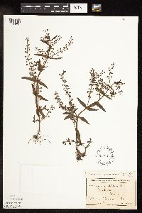 Veronica catenata image