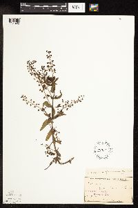 Veronica catenata image