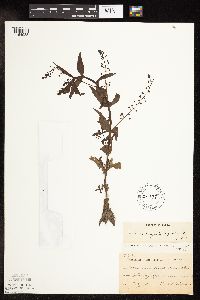 Veronica catenata image