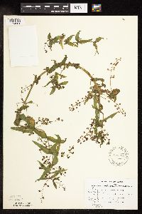 Veronica catenata image
