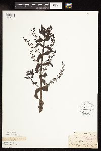 Veronica catenata image