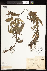 Veronica catenata image