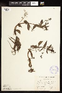 Veronica catenata image