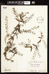 Veronica catenata image