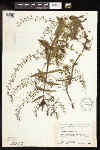 Veronica catenata image