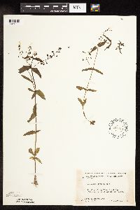 Veronica catenata image