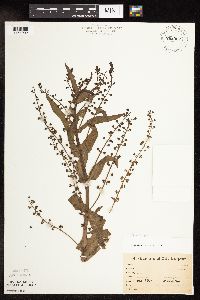 Veronica catenata image