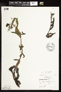 Veronica catenata image