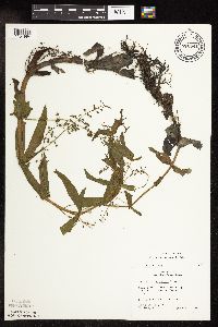 Veronica catenata image