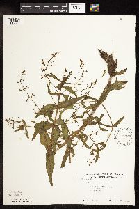 Veronica catenata image
