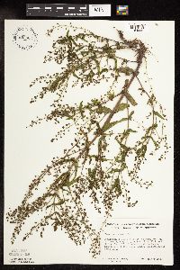 Veronica catenata image